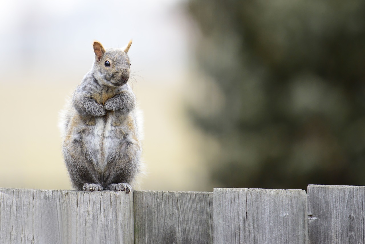 Safety Tips for Wildlife Photographers